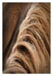 Mane Line